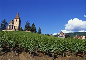 Alsace Prints: Vineyard, Hunawihr, Upper Alsace, France