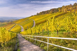 Railings Prints: Vineyard Kappelberg, Herbst, Baden-Wurttemberg, Germany, Europe
