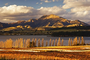 Vineyard and Lake Wanaka