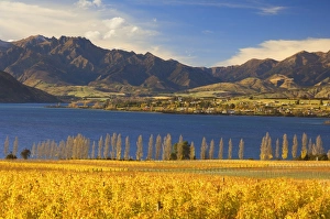 Unadorned Prints: Vineyard and Lake Wanaka