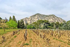 Wine Prints: Vineyard landscape at Mas de la Dame with mountains in the background near Les Baux-de-Provence in France