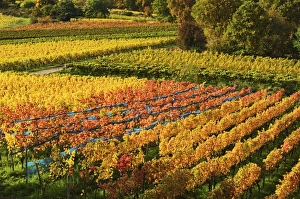 Vineyard landscape, near Bad Duerkheim, German Wine Route, Rhineland-Palatinate, Germany, Europe