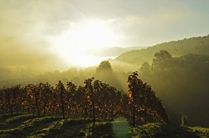 Ortenau Prints: Vineyard landscape, near Buehlertal