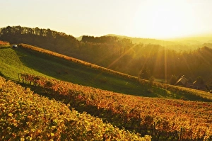 Vineyard landscape, Ortenau, Baden Wine Route, Baden-Wurttemberg, Germany, Europe