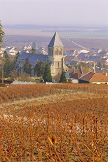 Champagne Prints: Vineyard, Le Mesnil sur Oger, Champagne, France, Europe