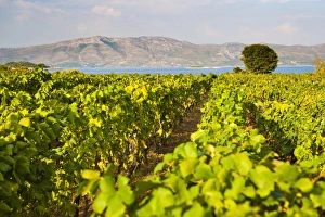 Adriatic Prints: Vineyard, Lumbarda, Korcula Island, Dalmatian Coast, Adriatic, Croatia, Europe