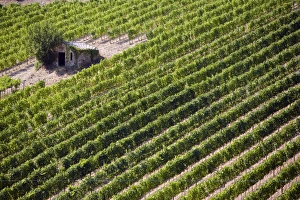 Montalcino Prints: Vineyard, Montalcino, Val d Orcia, Tuscany, Italy, Europe