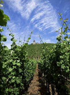 Vineyard on Mosel River