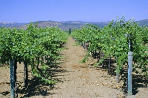 Vineyard, Napa Valley