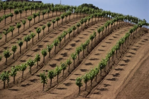 Uniformity Prints: Vineyard, Napa Valley