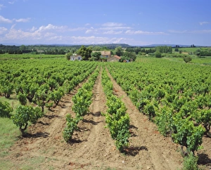 Farm Stead Prints: Vineyard near Chateauneuf-du-Pape, Provence, France, Europe