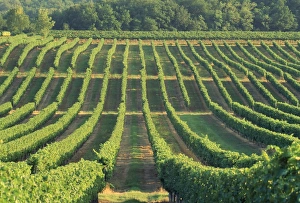 Vineyard near Monbazillac, Dordogne, Aquitaine, France, Europe