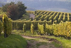 Images Dated 1st October 2007: A vineyard near Niedermorschwihr, Haut Rhin, Alsace, France, Europe