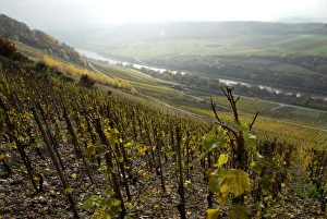 Images Dated 7th November 2008: Vineyard near Saarburg, Saar Valley, Rhineland-Palatinate, Germany, Europe