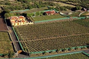 Vineyard near Santiago del Teide, Tenerife, Canary Islands, Spain, Atlantic, Europe