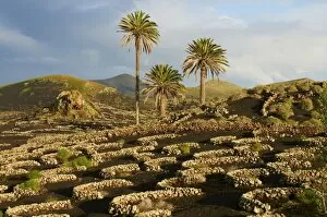 Vineyard near Yaiza, La Geria, Reserve of Biosphere, Lanzarote, Canary Islands
