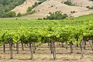 Images Dated 21st August 2008: Vineyard in Northern California, United States of America, North America