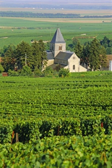 Champagne Prints: Vineyard, Oger, Champagne, France, Europe