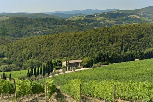 Siena Province Prints: Vineyard and olive grove, Pian D Albola, Radda in Chianti, Siena Province, Tuscany