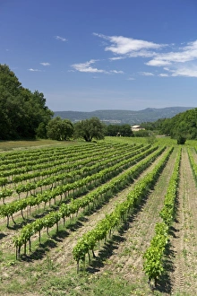 Vine Yard Prints: Vineyard, Petit Luberon, Provence, France, Europe