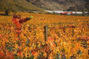 Vineyard, Queenstown
