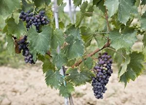 A vineyard of ripening Chianti Classico grapes in a Fattoria in Tuscany, Italy