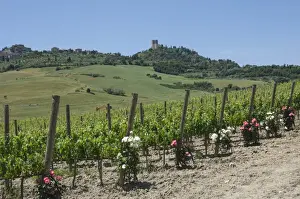 Rose Prints: Vineyard with roses, traditionally planted to give early warning of vine disease