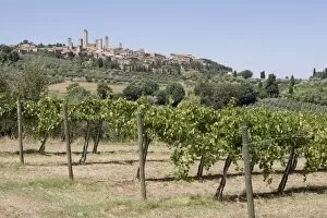 Vineyard with San Gimignano in background, Tuscany, Italy