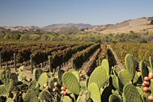 Cacti Prints: Vineyard, Santa Ynez, Santa Ynez Valley