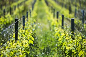 Typically British Prints: Vineyard on Sark Island, Channel Islands, United Kingdom, Europe