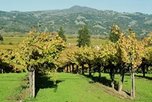 Farming Collection: Vineyard, Sonoma County