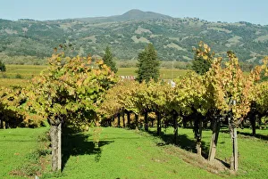 Images Dated 23rd January 2000: Vineyard, Sonoma County
