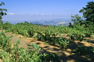 Republic Of South Africa Prints: Vineyard, Stellenbosch