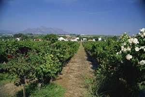 Vineyard at Stellenbosch, Cape Province, South Africa, Africa Vineyard at Stellenbosch, Cape Province, South Africa, Africa