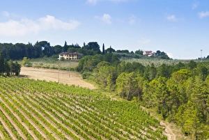 Vineyard, Strada in Chianti, Chianti area, Firenze province, Tuscany, Italy, Europe Vineyard, Strada in Chianti, Chianti area, Firenze province, Tuscany, Italy, Europe