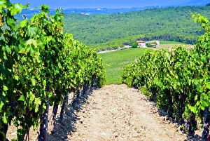 Firenze Prints: Vineyard, Strada in Chianti, Tuscany, Italy, Europe