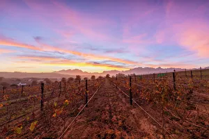 Blossoms Prints: Vineyard at Sunrise, Stellenbosch, Western Cape Province, South Africa, Africa