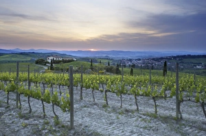 Images Dated 12th May 2009: Vineyard at sunset above the village of Torrenieri, near San Quirico d Orcia