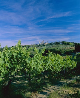 San Gimignano Prints: Vineyard and town in the distance