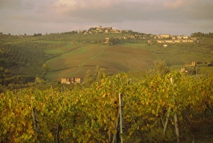 Vineyard, Tuscany