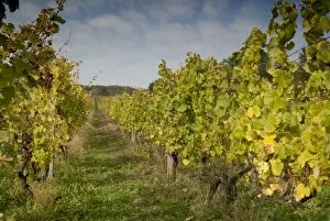 Vineyard above village of Vlcnov, Zlinsko, Czech Republic, Europe