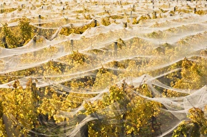 Netting Prints: Vineyard, Wanaka