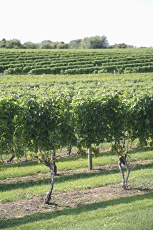 Long Island Prints: Vineyard of Winery, The Hamptons, Long Island, New York, United States of America