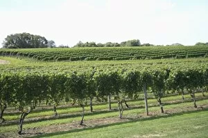 Images Dated 16th September 2009: Vineyard of Winery, The Hamptons, Long Island, New York, United States of America