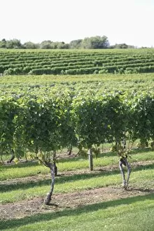 Images Dated 16th September 2009: Vineyard of Winery, The Hamptons, Long Island, New York, United States of America