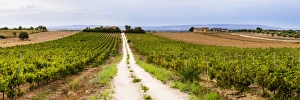 Noto Prints: Vineyard at a winery near Noto, South East Sicily, Italy, Europe