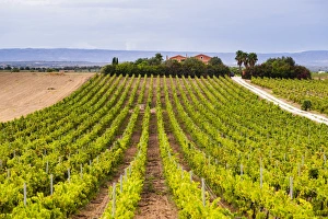 Vineyard at a winery near Noto, South East Sicily, Italy, Europe