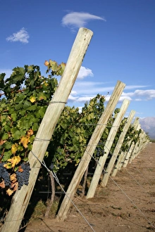 Alcohol Prints: Vineyards and the Andes mountains in Lujan de Cuyo, Mendoza, Argentina, South America