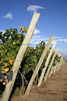 Vineyards and the Andes mountains in Lujan de Cuyo, Mendoza, Argentina, South America