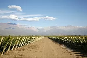 Images Dated 30th March 2009: Vineyards and the Andes mountains in Lujan de Cuyo, Mendoza, Argentina, South America